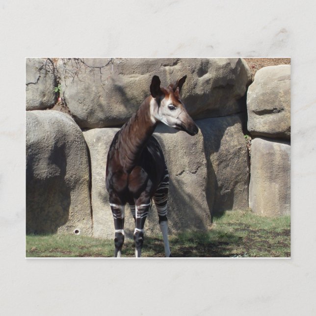 Carte Postale okapi (Devant)