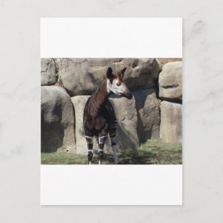 Carte Postale okapi