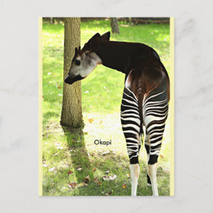 Carte Postale Okapi, Angola, Afrique