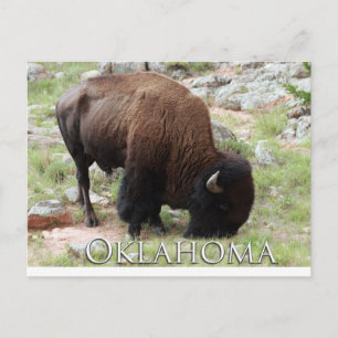 Carte postale Oklahoma Bison