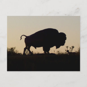 Carte Postale Oklahoma Buffalo