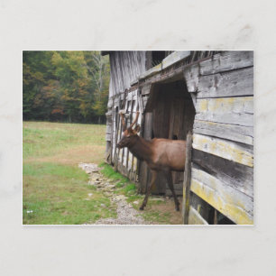 Carte Postale Old Barn, Elk with Velvet Antlers