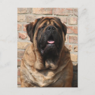 Carte Postale old english mastiff