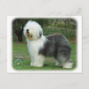 Carte Postale Old English Sheepdog