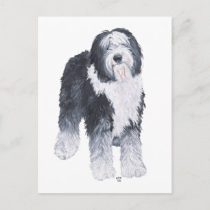 Carte Postale Old English Sheepdog