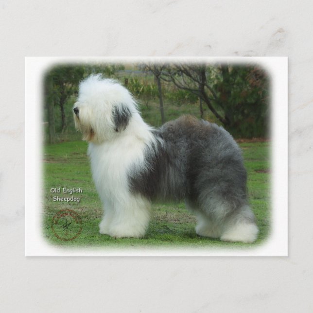 Carte Postale Old English Sheepdog 9F054D-18 (Devant)