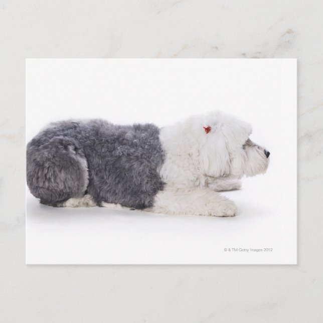 Carte Postale Old English Sheepdog sur arrière - plan blanc (Devant)