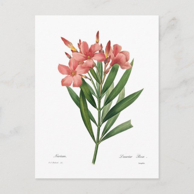Carte Postale Oleander (Devant)