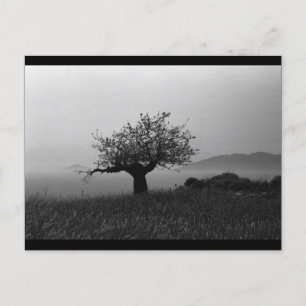 Carte Postale Olive Tree (carte postale)