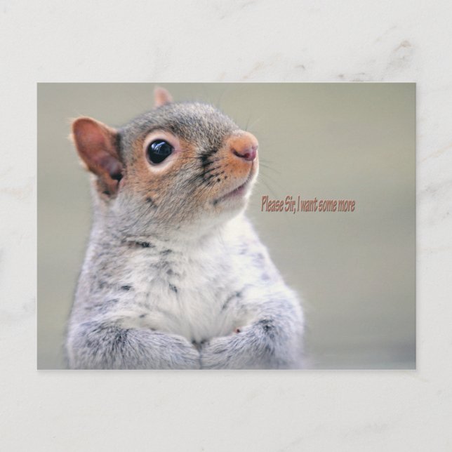 Carte Postale Oliver Twist Squirrel (Devant)