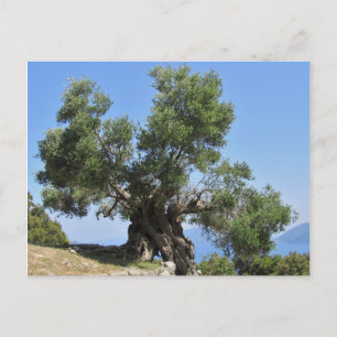 Carte Postale Olivier grec (Kefalonia)