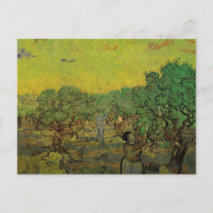 Carte Postale Olivier Grove avec les chiffres de cueillette, Vin