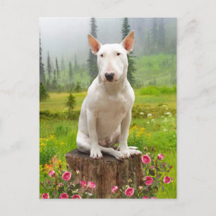Carte Postale "Ollie" 