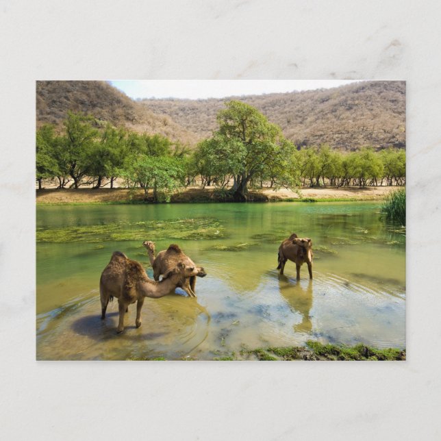Carte Postale Oman, Wadi darbat, dromadaires qui passeraient dan (Devant)
