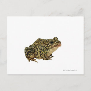 Carte Postale Ombre de grenouille