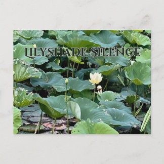 Carte Postale Ombre de Lys Silence