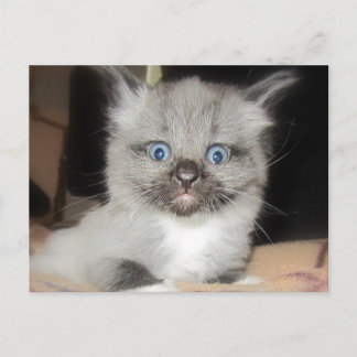 CARTE POSTALE OMG