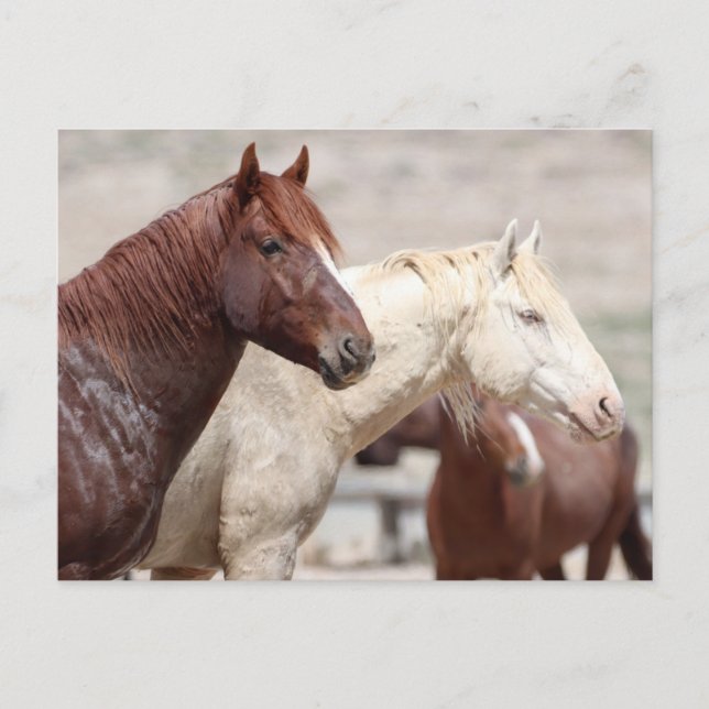 Carte Postale Onaqui Chevaux sauvages (Devant)