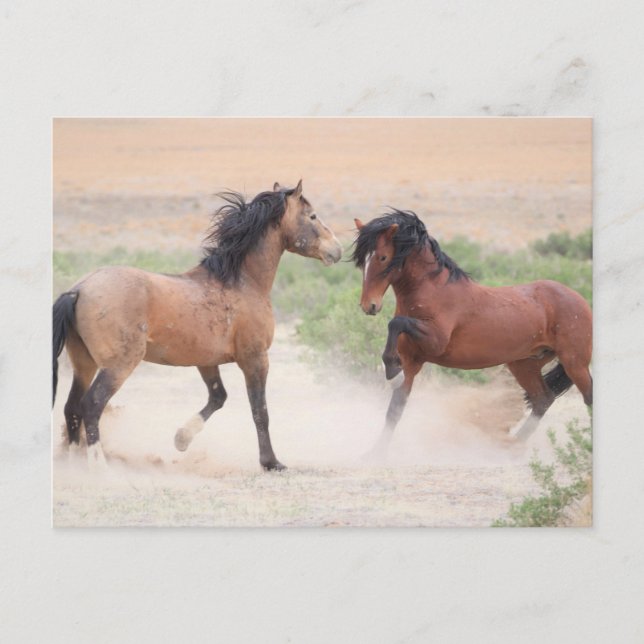 Carte Postale Onaqui Chevaux sauvages (Devant)