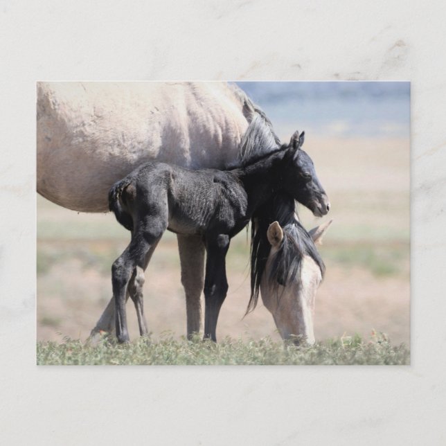 Carte Postale Onaqui Chevaux sauvages (Devant)