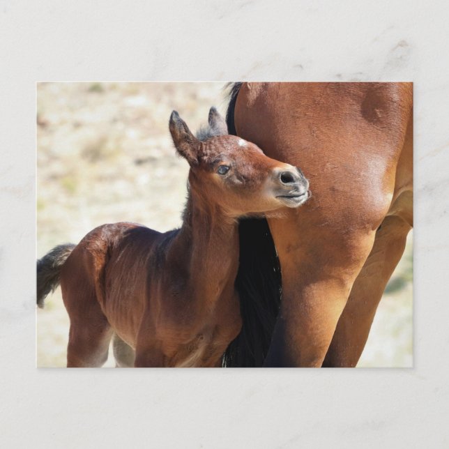 Carte Postale Onaqui Chevaux sauvages (Devant)