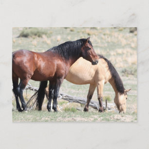Carte Postale Onaqui Chevaux sauvages