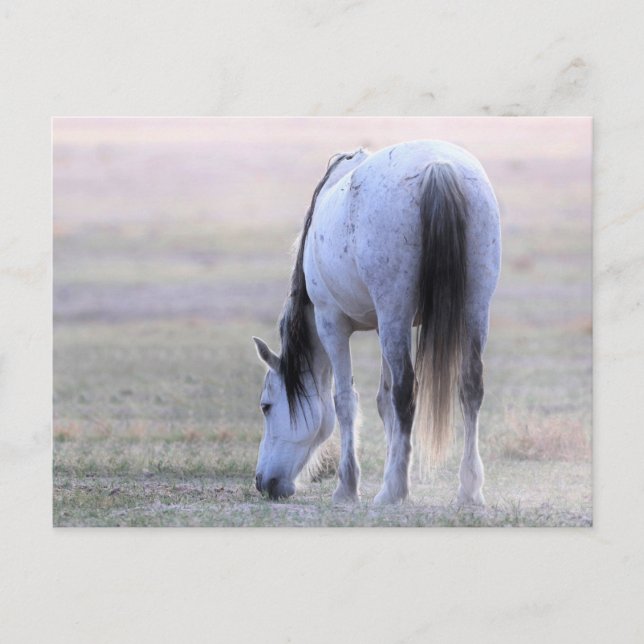 Carte Postale Onaqui Chevaux sauvages (Devant)