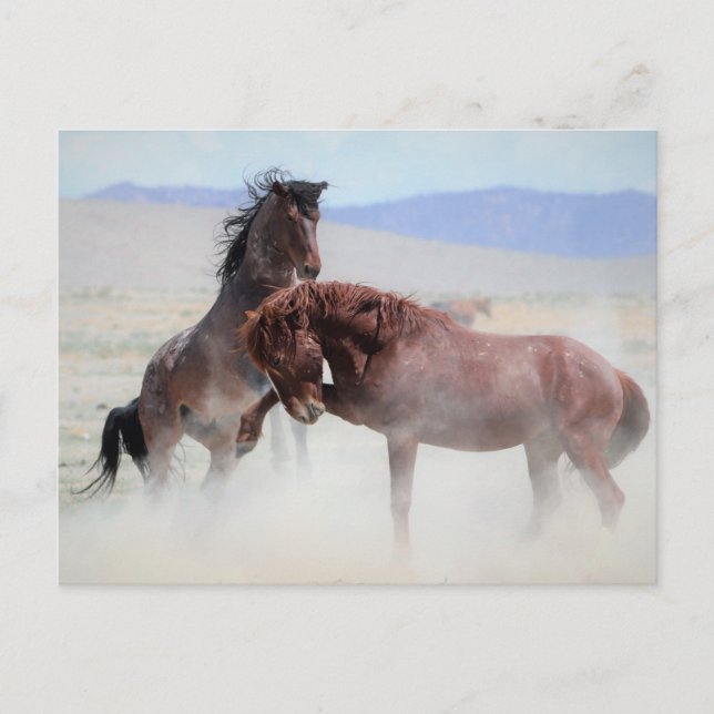 Carte Postale Onaqui Chevaux sauvages (Devant)