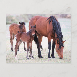 Carte Postale Onaqui Chevaux sauvages