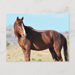 Carte Postale Onaqui Chevaux sauvages