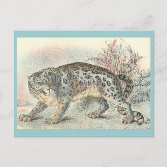 Carte Postale Once (léopard des neiges) (Devant)