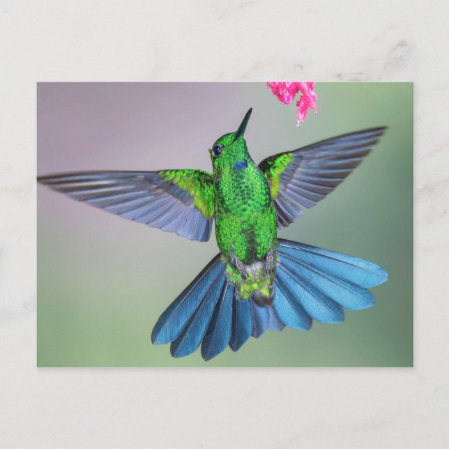 Carte Postale Open d'Hummingbird en vol avec ailes (Devant)