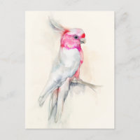 Opera Cockatoo