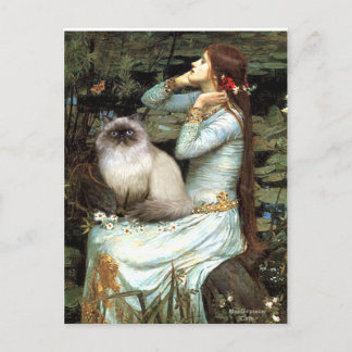 Carte Postale Ophelia - chat himalayen 7