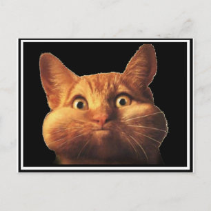 CARTE POSTALE OPOPS CAT