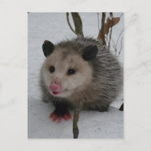 Carte Postale Opossum