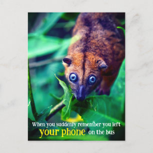Carte Postale Opossum aux grands yeux