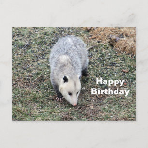 Carte Postale Opossum Photo Anniversaire