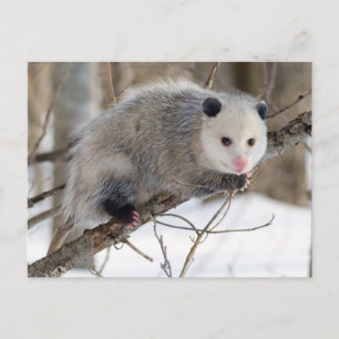 Carte Postale Oppossum adorable