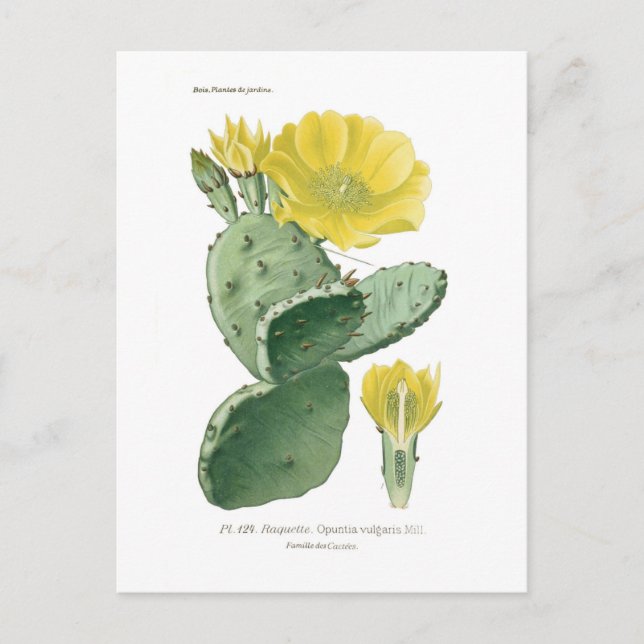 Carte Postale Opuntia vulgaris (Devant)