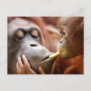 Carte Postale Orang-outan de mère et de bébé