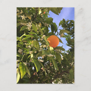 Carte Postale Orange