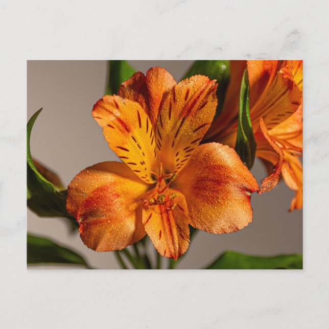 Carte Postale Orange Alstroemeria Lily (Devant)