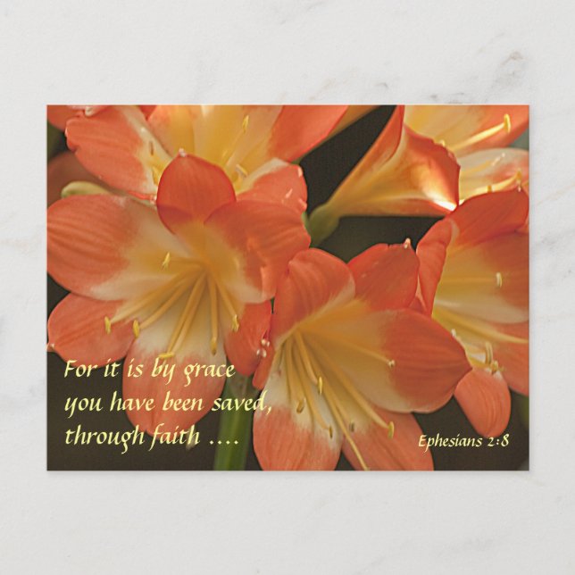 Carte Postale Orange Amaryllis (Devant)