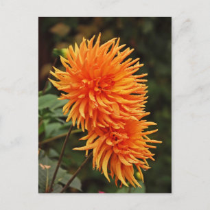 Carte postale Orange automne dahlia fleurs
