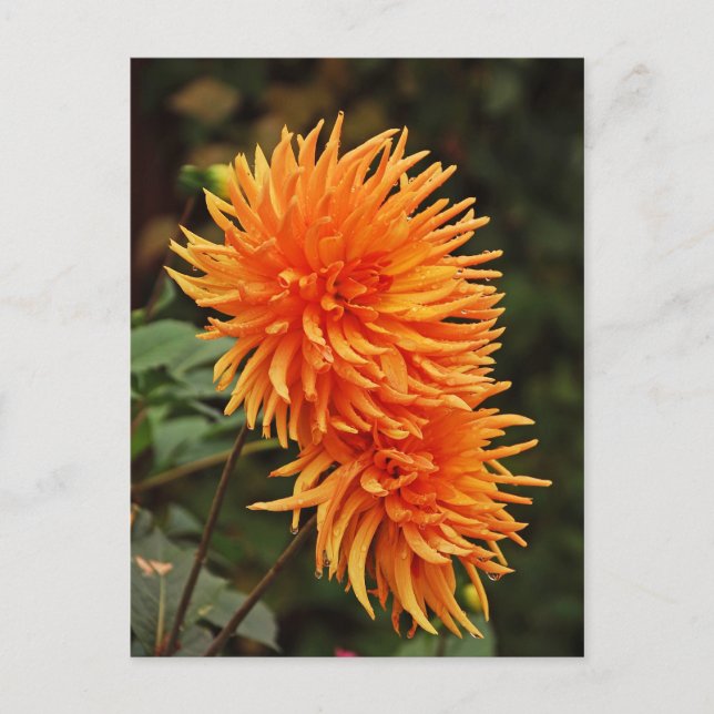 Carte postale Orange automne dahlia fleurs (Devant)