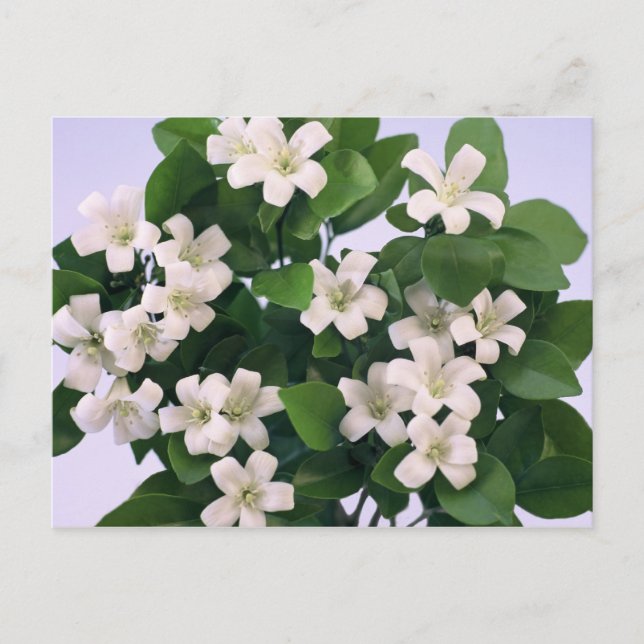Carte Postale Orange Blossom (Devant)