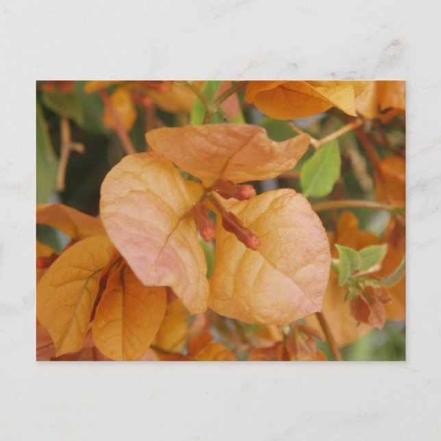 Carte postale Orange Bourgonvillia (Devant)