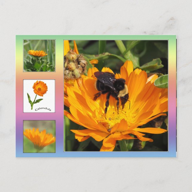 Carte postale - Orange Calendula Flowers (Devant)