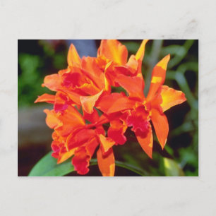 Carte Postale Orange Cattleya